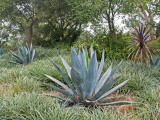 Aloe Plants in Golden Gate Park Photographic Print by Sabrina Dalbesio