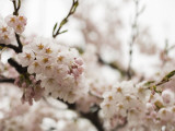 Cherry Blossums (Sakura) on Mount Hakodate Photographic Print by Shayne Hill