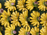 Bananas Sold at Damnoen Saduak Floating Market Photographie par Viviane Ponti