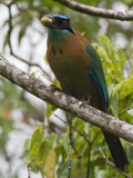 Male Blue Crowned Mot Mot Bird Photographic Print by Christer Fredriksson