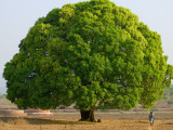 A Big Tree Photographie par Keren Su