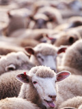 Sheep at Saleyard Impressão fotográfica por Will Salter Sheep at Saleyard Impressão fotográfica por Will Salter
