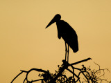 Silhouette of Marabou Stork (Leptoptilos Crumeniferus) Photographie par Ariadne Van Zandbergen