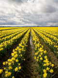 Field of Daffodils Photographic Print by Thomas Winz