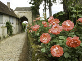 Roses and Archway on Rue Du Chateau in Gerberoy Photographic Print by Barbara Van Zanten