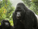 Douglas Steakley - Silverback Agashya and Baby in Group 13 Gorilla Family - Fotografik Baskı Douglas Steakley - Silverback Agashya and Baby in Group 13 Gorilla Family - Fotografik Baskı