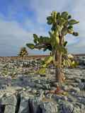Giant Prickly Pear Cactus (Opuntia Spp.) Photographic Print by Manfred Gottschalk