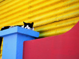 Cat Sleeping in Barrio La Boca Lámina fotográfica por Andrew Bain Cat Sleeping in Barrio La Boca Lámina fotográfica por Andrew Bain