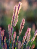 Grass Seed Heads Fotografisk tryk af Paul Kennedy