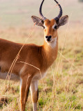 Uganda Kob Photographic Print by Todd Lawson