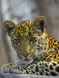 African Leopard (Panthera Pardus) on Log Fotografie-Druck von Andy Rouse