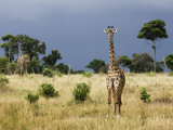 Maasai Giraffe (Giraffa Camelopardalis Tippelskirchi) Photographie par Ariadne Van Zandbergen