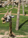 Bioparc, Av Pio Baroja 3 Photographic Print by Krzysztof Dydynski