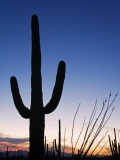 Saguaro Cactus in Tucson Mountain Park Photographic Print by Richard Cummins