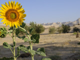Sunflower Growing at Micro-Oasis of Qasr Al Labakha, Near Al Kharga Photographic Print by Michael Benanav