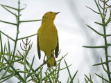 Yellow Warbler (Dentroica Petechia Aureola), Puerto Egas Photographic Print by Manfred Gottschalk