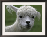 B.C., a 3-Year-Old Alpaca, at the Nu Leafe Alpaca Farm in West Berlin, Vermont Framed Photographic Print by Toby Talbot