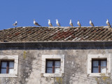Seagulls on Rooftop Impressão fotográfica por Will Salter Seagulls on Rooftop Impressão fotográfica por Will Salter