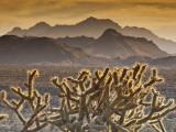 Cholla Cacti with Providence Mountains, Mojave National Preserve Photographic Print by Witold Skrypczak