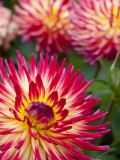 Dahlia Flowers at the Dahlia Garden in Golden Gate Park Photographic Print by Sabrina Dalbesio