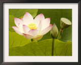 Blooming Water Lotuses Carpet Echo Park Lake Framed Photographic Print