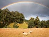 Sheep Grazing under Rainbow Fotografisk trykk av Andrew Bain Sheep Grazing under Rainbow Fotografisk trykk av Andrew Bain