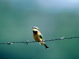 Little Bee-Eater ( Merops Pusillus ), Lake Mcilwaine National Par Photographic Print by Ray Tipper