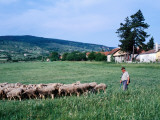 Zemplen Hills Sheep and Shepherd Photographic Print by Wade Eakle