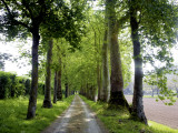 Avenue of Trees Leading Near Vitrac, Dordogne Valley Impressão fotográfica por Barbara Van Zanten