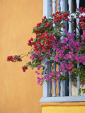 Bougainvillea Adorning Colonial Window Fotografisk tryk af Margie Politzer Bougainvillea Adorning Colonial Window Fotografisk tryk af Margie Politzer
