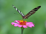 Zebra Longwing (Heliconius Charitonius) Feeding on Nectar of Flower Blossom Fotografisk tryk af Paul Kennedy