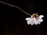 Cherry Blossom Detail Fotoprint van Brent Winebrenner Cherry Blossom Detail Fotoprint van Brent Winebrenner