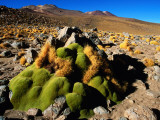 Llareta 14, Lauca National Park, Chile Photographic Print by Woods Wheatcroft