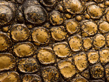 Skin of Crocodile Photographic Print by Carol Polich