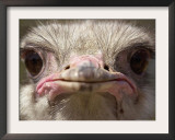 An Adult Female Ostrich at the Vina Grande Farm in Paredes De Escalona, Spain, May 21 2001 Framed Photographic Print by Denis Doyle