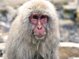 Snow Monkeys, or Japanese Macaque (Macaca Fuscata), at Jigokudani Yaenkoen Park Lámina fotográfica por Mark Hemmings