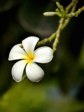 Frangipani Flower Detail Fotografie-Druck von April Maciborka