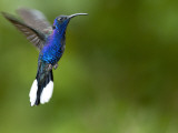 Violet Sabrewing (Campylopterus Hemileucurus) Photographic Print by Alfredo Maiquez