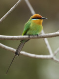 Bohm's Bee-Eater (Merops Boehmi), Liwonde National Park Photographic Print by Ariadne Van Zandbergen