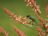 Immature Beautiful Sunbird (Cinnyris Pulchella) Feeding from Aloe Photographic Print by Ariadne Van Zandbergen