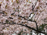 Cherry Blossums (Sakura) Along Cherry Blossum Street in Shizunai Photographic Print by Shayne Hill