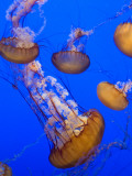 Black Sea Nettle Jellyfish at Monterey Bay Aquarium Fotografie-Druck von Sabrina Dalbesio