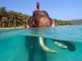 Indian Bull Elephant (Elephas Maximus Indicus) and His Mahout About to Go for Swim Photographic Print by Astrid Schweigert