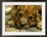 Lion Cub, Budapest, Hungary Framed Photographic Print by Bela Szandelszky