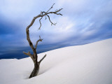Dead Tree in Delisser Sandhills Photographic Print by Mitch Reardon