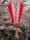 Hanami Along the Meguro-Gawa Photographic Print by Simon Richmond