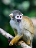 Squirrel Monkey (Saimiri Sciureus) About to Eat a Colourful Butterfly at an Animal Rescue Centre Photographie par Paul Kennedy