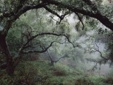 Oak Tree Forest after Storm Fotografisk tryk af Douglas Steakley Oak Tree Forest after Storm Fotografisk tryk af Douglas Steakley