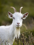 Goat on Great Orme Photographie par Neil Setchfield