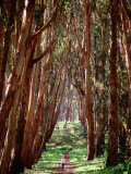 Woman Walking Through Eucalyptus Trees, the Presidio Photographic Print by Thomas Winz